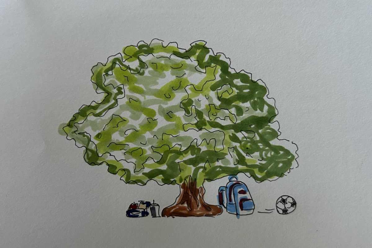 Tracing roots: The history and significance of Poly's oak tree